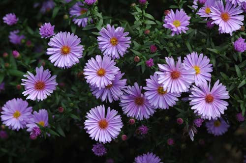 Aster