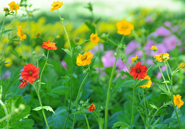 Geum chiloense