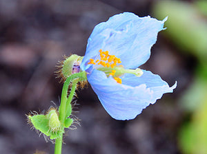 Meconopsis betonicifolia