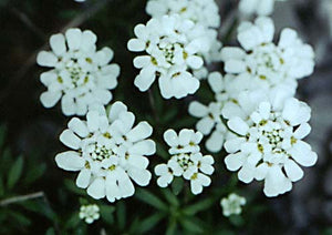 Iberis Umbellata