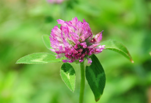 Trifolium Pratense