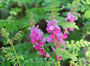 Indigofera heterantha