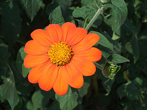 Tithonia rotundifolia