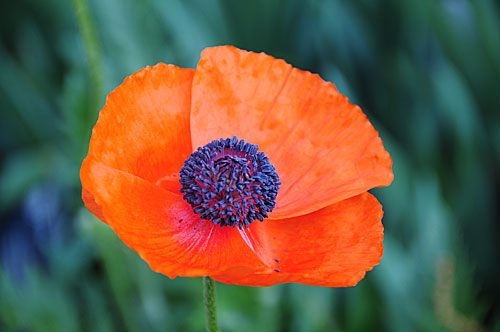 Papaver orientale