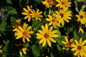 Heliopsis helianthoides