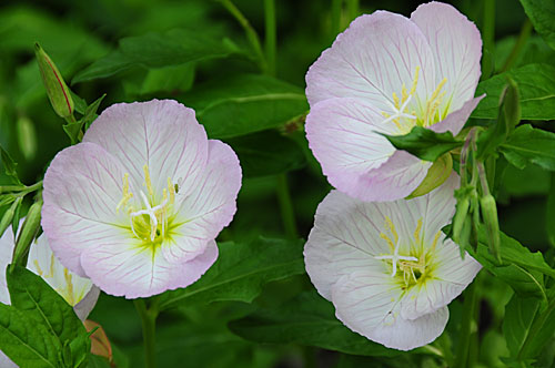 Oenothera speciosa