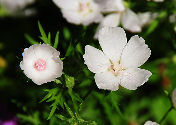 Callirhoe involucrata